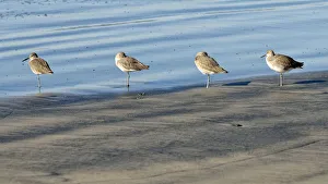 Willets -Tringa semipalmata- in the intertidal zone, Oceanside, San Diego, California, United States Willets -Tringa semipalmata- in the intertidal zone, Oceanside, San Diego, California, United States
