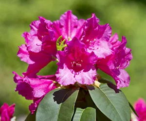 Williams Rhododendron -Rhododendron williamsianum-, flowering, Thuringia, Germany Williams Rhododendron -Rhododendron williamsianum-, flowering, Thuringia, Germany