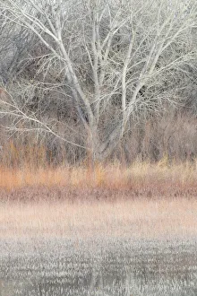 Willow and cottonwoods in mornings light, Bosque del Apache National Wildlife Refuge, New Mexico, USA Willow and cottonwoods in mornings light, Bosque del Apache National Wildlife Refuge, New Mexico, USA