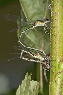 Willow Emerald Damselflies -Chalcolestes viridis-, young couple laying eggs on an Alder Willow Emerald Damselflies -Chalcolestes viridis-, young couple laying eggs on an Alder
