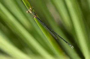 Willow Emerald Damselfly or Western Willow Spreadwing -Lestes viridis-, male, Canton of Geneva, Switzerland Willow Emerald Damselfly or Western Willow Spreadwing -Lestes viridis-, male, Canton of Geneva, Switzerland