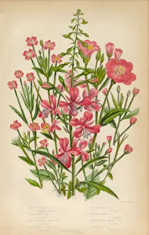 Willow Herb, Bay Leaf and Chickweed, Victorian Botanical Illustration Willow Herb, Bay Leaf and Chickweed, Victorian Botanical Illustration