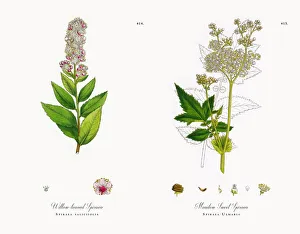 Willow-leaved Spiraea, Spiraea salicifolia, Victorian Botanical Illustration, 1863 Willow-leaved Spiraea, Spiraea salicifolia, Victorian Botanical Illustration, 1863