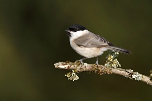 Willow Tit -Parus caeruleus- perched on a lichen-covered branch, Neunkirchen, Siegerland district, North Rhine-Westphalia, Germany, Europe Willow Tit -Parus caeruleus- perched on a lichen-covered branch, Neunkirchen, Siegerland district, North Rhine-Westphalia, Germany, Europe