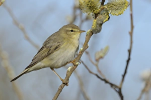 Willow Warbler -Phylloscopus trochilus- perched on a catkins bush, Texel, West Frisian Islands Willow Warbler -Phylloscopus trochilus- perched on a catkins bush, Texel, West Frisian Islands