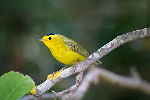 <b class=qtipBold><figcaption>Wilson warbler</figcaption></b><br>Wilson warbler on branch.<br><em>© Phoo Chan</em> Wilson warbler
