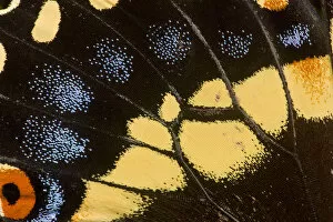 Images Dated 9th December 2007: Wing Detail of Papilio polyxenes butterfly