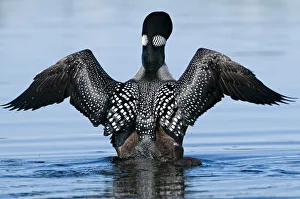 <b class=qtipBold><figcaption>Wing Stretch</figcaption></b><br>A Loon stretching out it's wings<br><em>© Copyright 2009</em> Wing Stretch