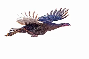 <b class=qtipBold><figcaption>On the wings of a Turkey</figcaption></b><br><em>© Jim Cumming</em> On the wings of a Turkey