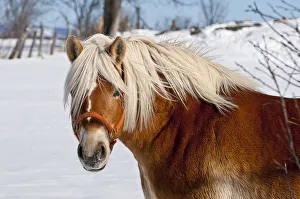 <b class=qtipBold><figcaption>Winter Belgian Horse</figcaption></b><br>A Belgian horse is standing off to one side looking forward. A snow covered yard with a fence in the background.<br><em>© Copyright 2012 Michael Cummings</em> Winter Belgian Horse