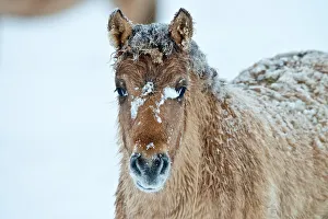 <b class=qtipBold><figcaption>Winter Fjord</figcaption></b><br>A snow covered young Fjord horse is standing in a snow covered field.<br><em>© Copyright 2013 Michael Cummings</em> Winter Fjord