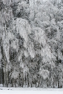 Winter forest, Thaya Valley National Park, Lower Austria, Austria Winter forest, Thaya Valley National Park, Lower Austria, Austria