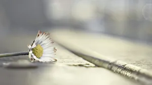 Still Life of Daisy