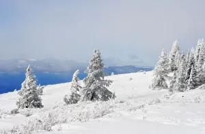 <b class=qtipBold><figcaption>Winter at Lake Tahoe</figcaption></b><br>Freshly fallen snow on the ground and trees along with Lake Tahoe below.<br><em>© 2010-2011 Susan Gary</em> Winter at Lake Tahoe