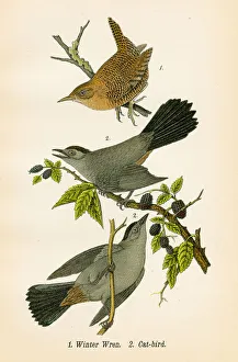 Winter wren bird lithograph 1890