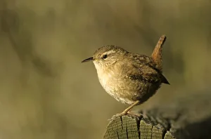 Winter Wren or Northern Wren -Troglodytes troglodytes- at the feeding place