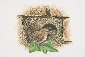 Winter Wren (Troglodytes troglodytes), illustration of tiny brown bird feeding chicks in Winter Wren (Troglodytes troglodytes), illustration of tiny brown bird feeding chicks in
