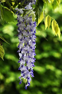 Wisteria -Wisteria-, raceme, Middle Franconia, Bavaria, Germany Wisteria -Wisteria-, raceme, Middle Franconia, Bavaria, Germany