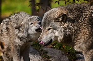<b class=qtipBold><figcaption>Wolf Affection</figcaption></b><br>This younger Timber Wolf is showing affection for an older wolf by licking it's muzzle.<br><em>© Copyright 2011 Michael Cummings</em> Wolf Affection