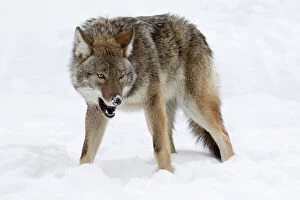 Images Dated 15th December 2016: Wolf Agression, Canada