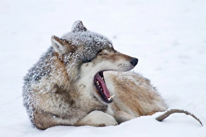 Wolf -Canis lupus- lying in the snow, Hesse, Germany Wolf -Canis lupus- lying in the snow, Hesse, Germany