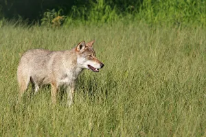 Wolf -Canis lupus-, Norway, Scandinavia, Europe Wolf -Canis lupus-, Norway, Scandinavia, Europe