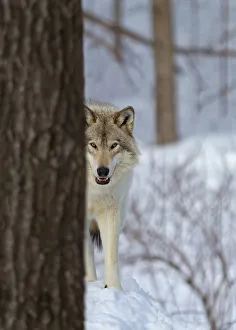 <b class=qtipBold><figcaption>Wolf Hiding behind Tree</figcaption></b><br>timber wolf, wolf, tree, hiding<br><em>© JIm Cumming</em> Wolf Hiding behind Tree