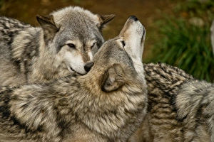 <b class=qtipBold><figcaption>Wolf Love</figcaption></b><br>A pair of Gray Wolves are demonstrating the affection they have for each other.<br><em>© copyright 2015</em> Wolf Love