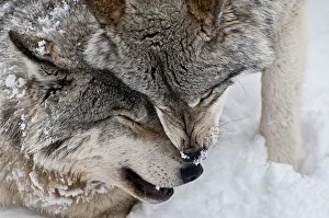 <b class=qtipBold><figcaption>Wolf love</figcaption></b><br>Two eastern gray wolves are showing their affection for one another.<br><em>© All photographs are owned and copyright by Michael Cummings</em> Wolf love