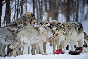 <b class=qtipBold><figcaption>Wolf Pack</figcaption></b><br>A pack of Eastern Gray Wolves or Timber Wolves are playing around a kill.<br><em>© All photographs are owned and copyright by Michael Cummings</em> Wolf Pack