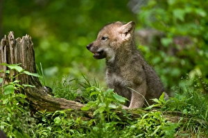 <b class=qtipBold><figcaption>Wolf pup</figcaption></b><br>A very young gray wolf pup sits in the grass.<br><em>© All photographs are owned and copyright by Michael Cummings</em> Wolf pup