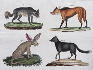 Wolves and foxes, hand-coloured copperplate engraving from Friedrich Justin Bertuch Wolves and foxes, hand-coloured copperplate engraving from Friedrich Justin Bertuch
