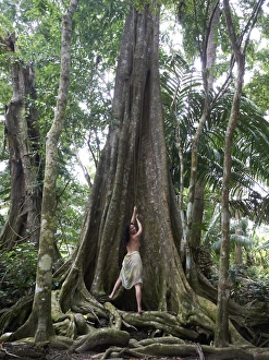 Woman, 45, pulling on a liana of a Kapok -Ceiba pentandra-, rainforest, Punta Uva Woman, 45, pulling on a liana of a Kapok -Ceiba pentandra-, rainforest, Punta Uva