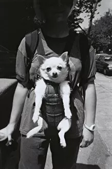 Images Dated 16th June 2004: Woman carrying dog in baby harness
