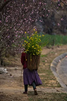 Woman Hanging Flower Bag near Bloosom Tree Woman Hanging Flower Bag near Bloosom Tree