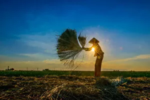 Images Dated 31st May 2014: Woman harvesting rice by hand, sunstar, horizontal