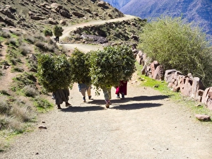 Women carrying heavy loads on a path in the Atlas Mountains Women carrying heavy loads on a path in the Atlas Mountains