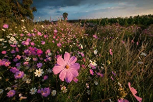 Contemplation Gallery: Wonderland of Wildflowers Landscape, Cosmos (Bidens formosa) wildflowers at Sunset, Magaliesburg