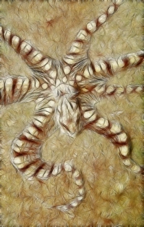 <b class=qtipBold><figcaption>Wonderpus</figcaption></b><br>Mimic octopus on sand bottom. Sulawesi. Lembeh.<br><em>© Andrey Narchuk</em> Wonderpus