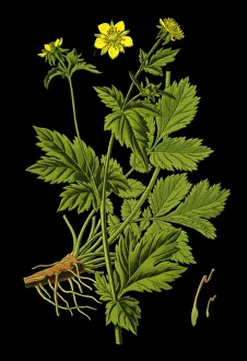 wood avens, herb Bennet, colewort, St. Benedicts herb wood avens, herb Bennet, colewort, St. Benedicts herb