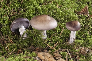 Wood Blewit -Lepista nuda-, Untergroeningen, Baden-Wuerttemberg, Germany, Europe Wood Blewit -Lepista nuda-, Untergroeningen, Baden-Wuerttemberg, Germany, Europe
