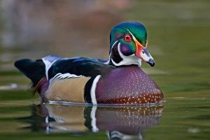 <b class=qtipBold><figcaption>Wood duck</figcaption></b><br>Male Wood duck.<br><em>© Phoo Chan</em> Wood duck