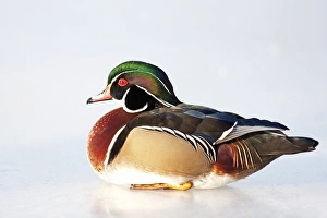 <b class=qtipBold><figcaption>Wood duck on ice</figcaption></b><br><em>© Jim Cumming</em> Wood duck on ice