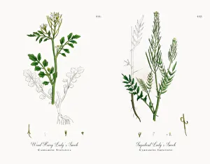 Wood Hairy Ladyas Smock, Cardamine Sylvatica, Victorian Botanical Illustration, 1863 Wood Hairy Ladyas Smock, Cardamine Sylvatica, Victorian Botanical Illustration, 1863