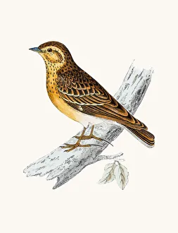 <b class=qtipBold><figcaption>Wood Lark bird</figcaption></b><br>A photograph of an original hand-colored engraving from The History of British Birds by Morris published in 1853-1891.<br><em>© mashuk</em> Wood Lark bird