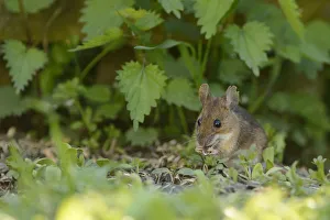Wood mouse -Apodemus sylvaticus- feeding on seed, Sauerland, North Rhine-Westphalia Wood mouse -Apodemus sylvaticus- feeding on seed, Sauerland, North Rhine-Westphalia