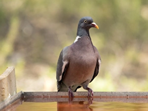 Wood pigeon , ( Columba palumbus ), Bird columbiforme of the family Columbidae Wood pigeon , ( Columba palumbus ), Bird columbiforme of the family Columbidae