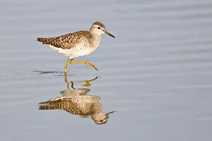 Wood Sandpiper -Tringa glareola-, Rieselfelder nature reserve, Munster Wood Sandpiper -Tringa glareola-, Rieselfelder nature reserve, Munster