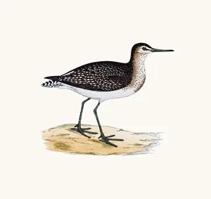 <b class=qtipBold><figcaption>Wood sandpiper wader shorebird</figcaption></b><br>A photograph of an original hand-colored engraving from The History of British Birds by Morris published in 1853-1891.<br><em>© mashuk</em> Wood sandpiper wader shorebird