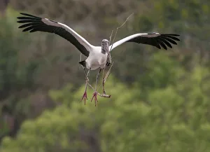 <b class=qtipBold><figcaption>wood stork coming in to land</figcaption></b><br>Russell Burden, 855227264<br><em>© Russell Burden</em> wood stork coming in to land